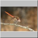 Sympetrum striolatum - Grosse Heidelibelle m09a.jpg